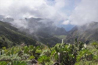 Low clouds in the Teno Mountains near the village of Masca