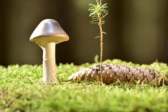 Cap mushroom with intact velum on a moss cushion in a coniferous forest