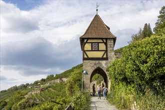 Neckarhaldentor in Neckarhaldenweg and vineyards