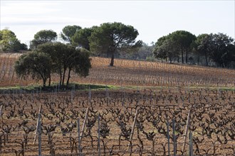 Landscape with vineyards in spring in the designation of origin area of Ribera del Duero wines in Spain