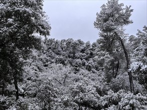 Collserola Natural Park in Barcelona after a snow storm in the winter in Spain