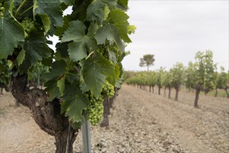 Vineyards in the wine-growing area of the Priorat designation of origin region in Catalonia Spain