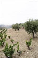 Landscapes in the hills of Tarragona with vineyards and olive trees in the wine-growing area of the Priorat designation of origin region in Catalonia Spain