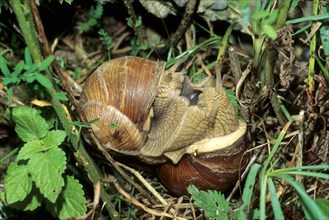 Vineyard snail