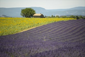 Flowering lavender