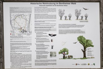 Information board in the Hutewald forest