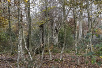 Autumnal Hutewald