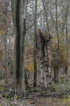 Autumnal Hutewald