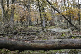Autumnal Hutewald