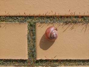 Slug snail on a wall