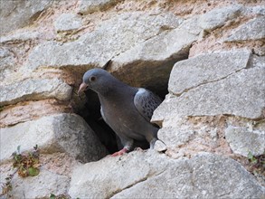 Domestic pigeon animal