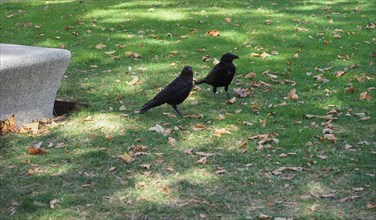 Crow animal of class Aves