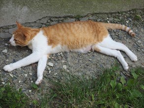 Orange and white tabby cat