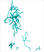 Spirogyra plant micrograph