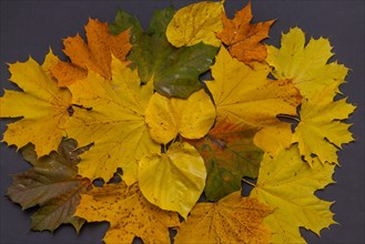 Autumn leaf decoration as a background