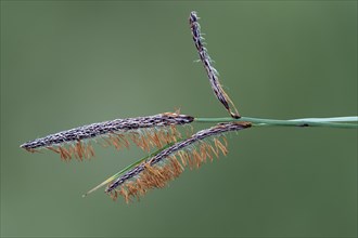 Male flowers of the carnation sedge