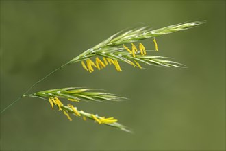 Inflorescence of common couch grass
