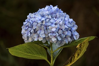 Blue flower of the hortensia