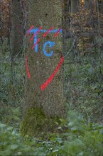 Marking for harvesting on a tree trunk