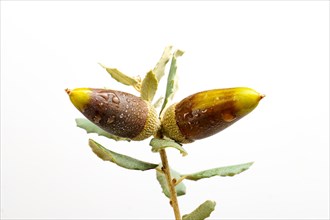 Ripe acorns with dewdrops on the branch of an oak isolated on a white background