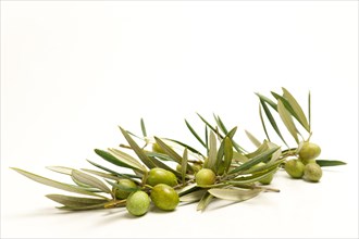 Olive branch with green olives with dewdrops isolated on white background