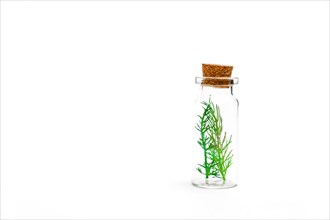 Close-up of a glass jar with branches of fresh dill isolated on a white background