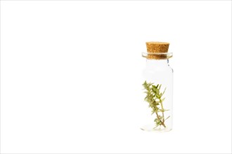 Close-up of a glass jar with branches of fresh thyme isolated on a white background
