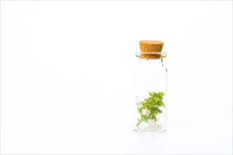 Close-up of a glass jar with fresh basil branches isolated on white background