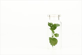 Close-up of a glass jar with leaves of fresh mint isolated on white background