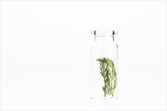 Close-up of a glass jar with fresh dill leaves isolated on a white background
