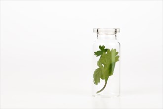 Close-up of a glass jar with fresh coriander leaves isolated on a white background