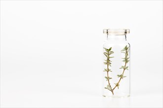 Close-up of a glass jar with sprigs of fresh thyme isolated on a white background