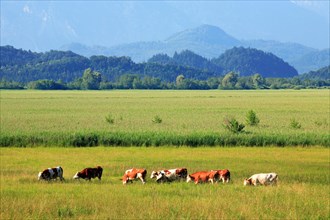Cattle grazing against the backdrop of the Bavarian Alps in a species-rich wildflower meadow