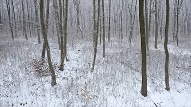 Snow-covered beech forest in winter