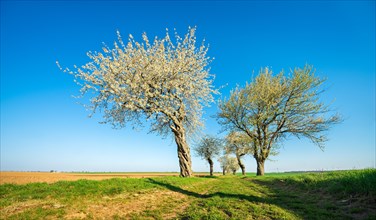 Blossoming cherry trees on a country lane through green fields under a blue sky