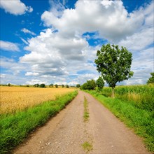 Field path through cultivated landscape in summer
