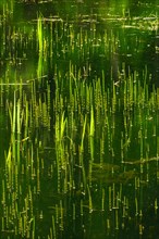 Water plants sprouting from a forest lake in spring