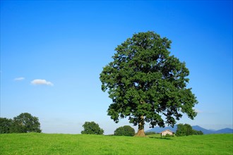 Solitary old oak tree on a green meadow