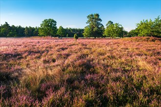 Typical heath landscape with flowering heather