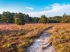 Hiking trail through typical heath landscape with flowering heather