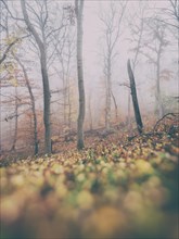 Deciduous forest with fog in autumn