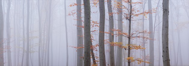 Beech forest with fog in autumn