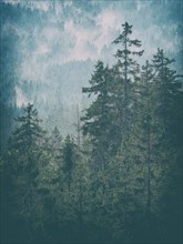 Natural spruce forest with morning mist