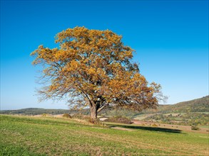 Landscape with solitary beech tree in autumn