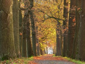Oak avenue in autumn