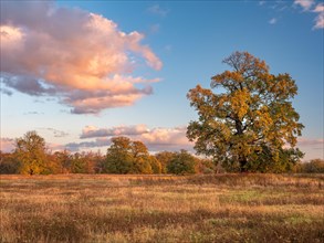 Landscape with solitary oaks in the Elbe floodplains near Dessau in autumn