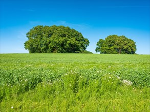 Green field with Bronze Age burial mounds under a blue sky