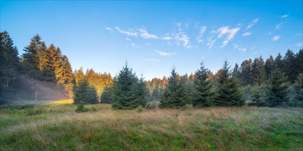 Clearing in a spruce forest in the morning with morning mist under a blue sky