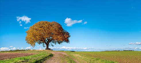 Solitary horse chestnut tree on a field path in autumn under a blue sky with clouds