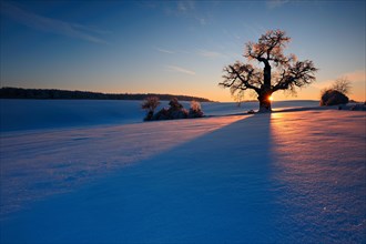 Giant solitary oak in winter landscape at sunset